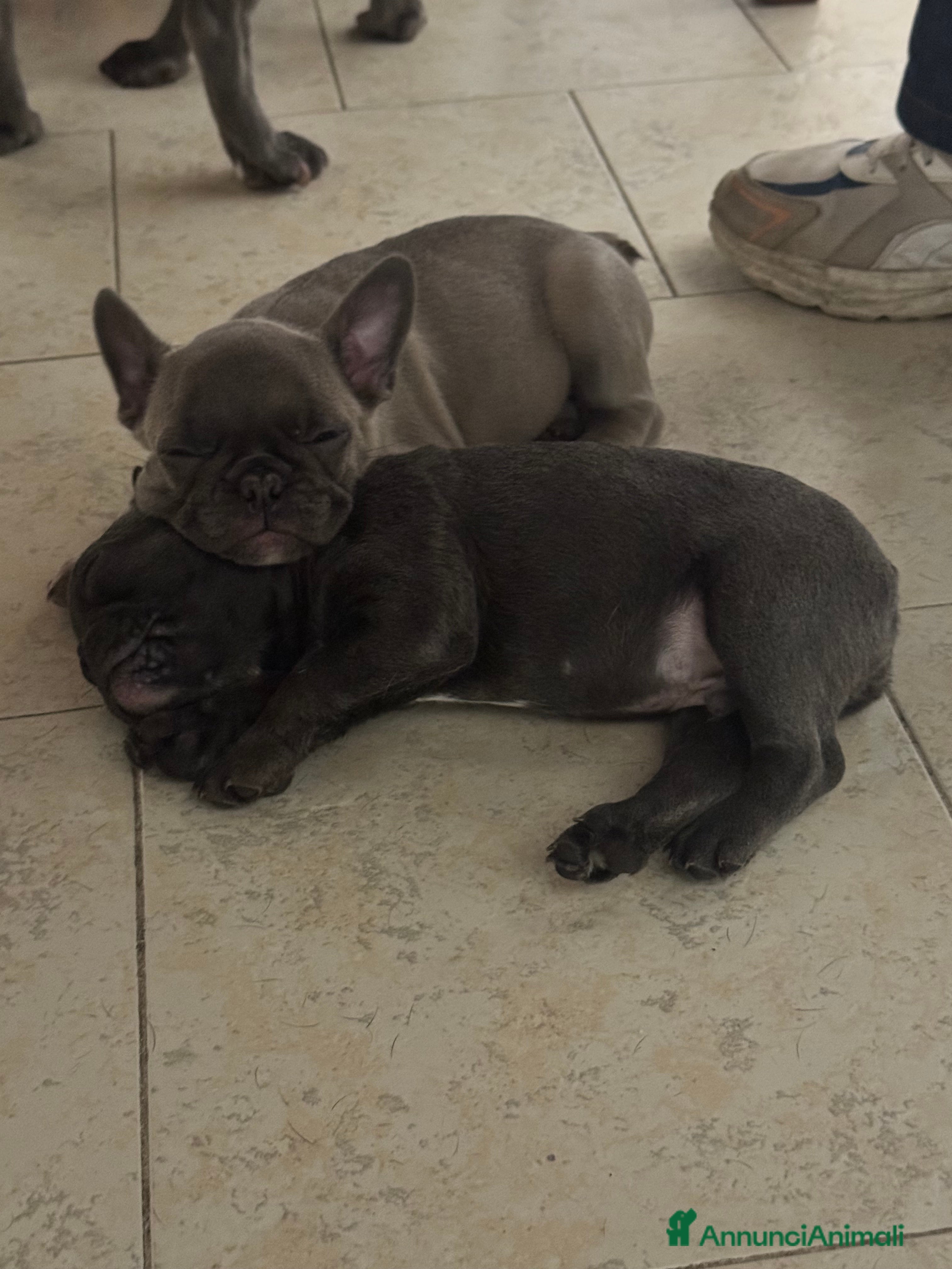 Bulldog Francese cani Bulldog blue - Annuncio 8