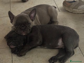 Bulldog Francese cani - Annuncio 39