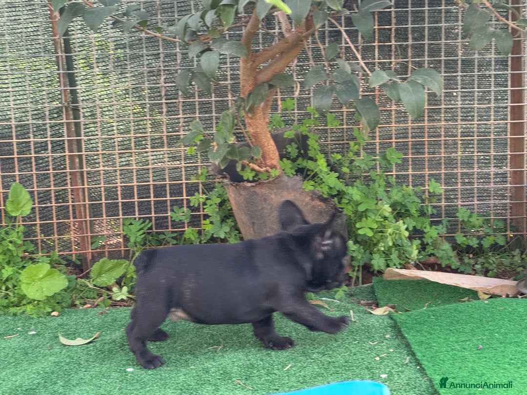 Bulldog Francese cani in vendita: Bulldog francese maschi esotici - Annuncio 13