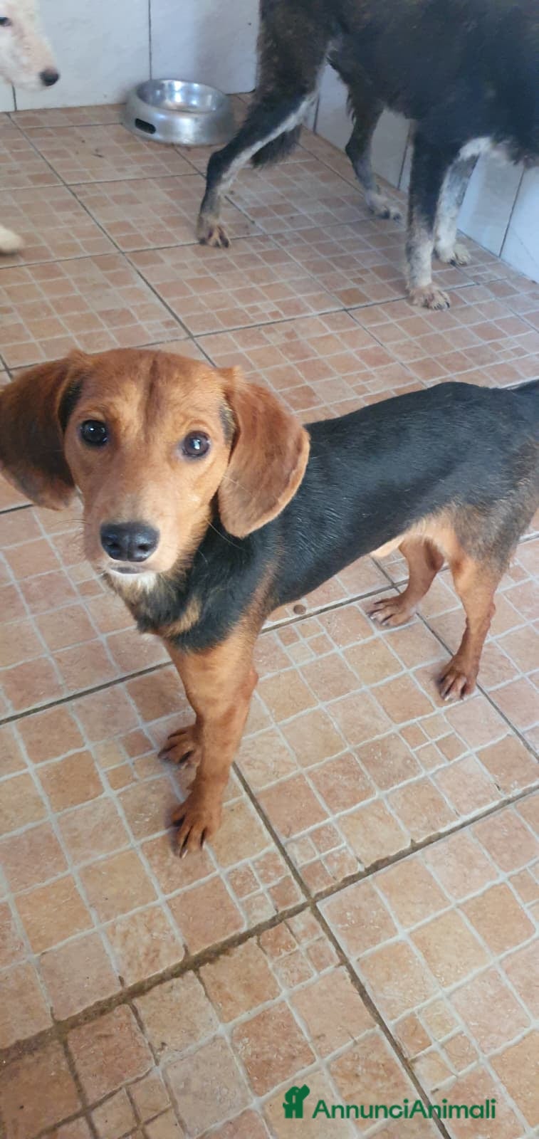 Beagle cani Luigi, Beagle Mix in Canile a Catania - Annuncio 1