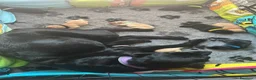 Labrador cani in vendita: Cuccioli di labrador a Provincia di Pescara - Annuncio 3