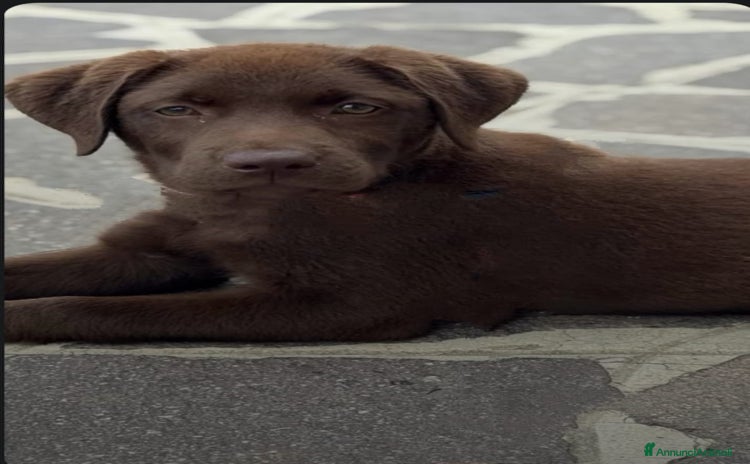 Labrador cani a Provincia di Pordenone - Annuncio 2