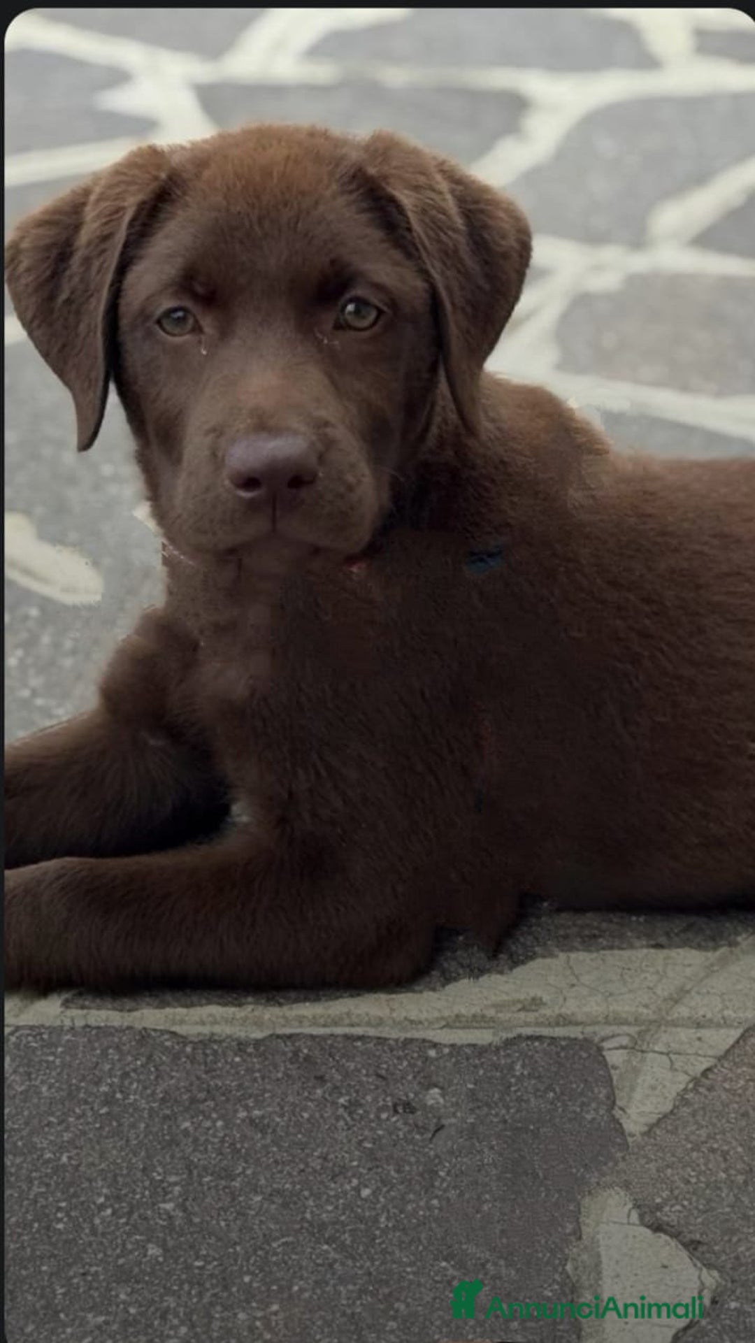 Labrador cani in vendita: Labrador cioccolato cucciolo a Provincia di Pordenone - Immagine 1