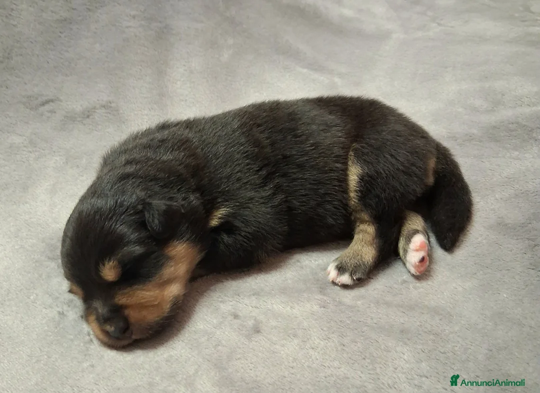 Australian Shepherd cani in vendita: Splendidi Cuccioli di Pastore Australiano  - Annuncio 12