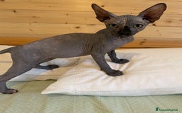 Sphynx gatti in vendita: Sphynx in vendita a Provincia di Ancona - Immagine 7