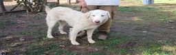 Meticcio cani in regalo: IL DOLCISSIMO OSVALDO CERCA LA SUA FAMIGLIA - Annuncio 3