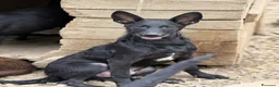 Meticcio cani in regalo: ENRICO, lupacchiotto dal carattere d'oro! TG MEDIA - Annuncio 6