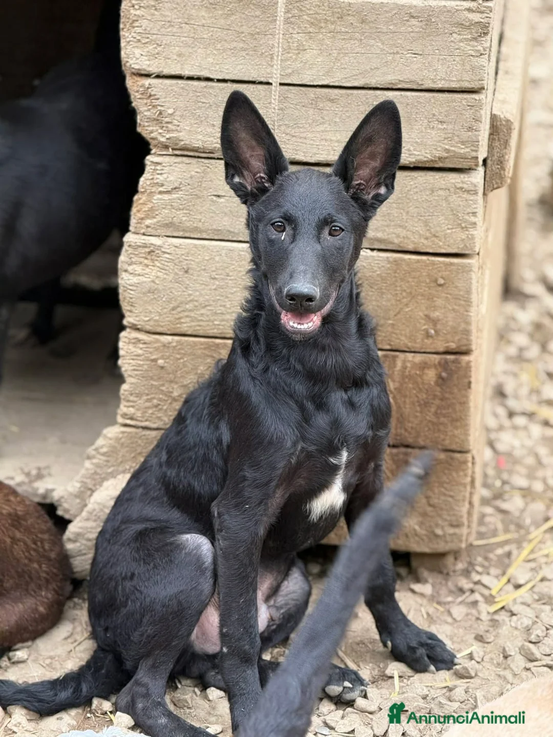 Meticcio cani in regalo: ENRICO, lupacchiotto dal carattere d'oro! TG MEDIA - Annuncio 6