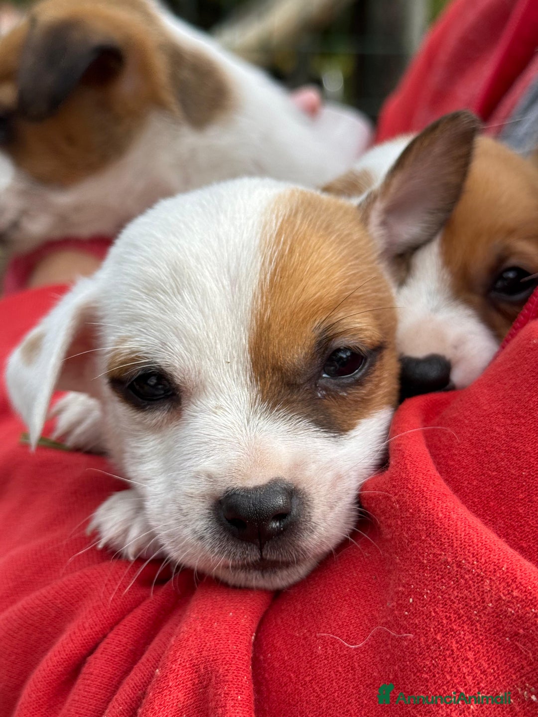 Jack Russell cani in vendita: Cuccioli di jack russell terrier  - Annuncio 5