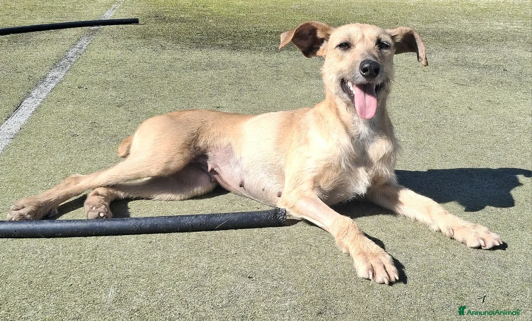 Meticcio cani in regalo: Eloise 2 anni Taglia media piccola  - Annuncio 7