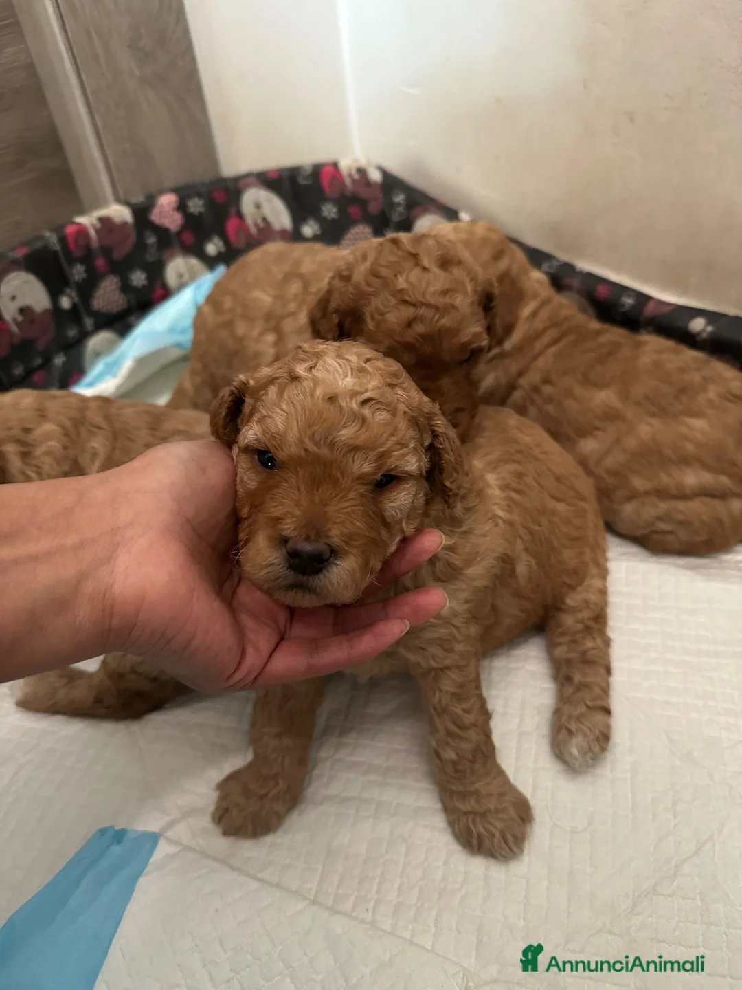 Barboncino cani in vendita: Barboncini Nani  - Annuncio 2