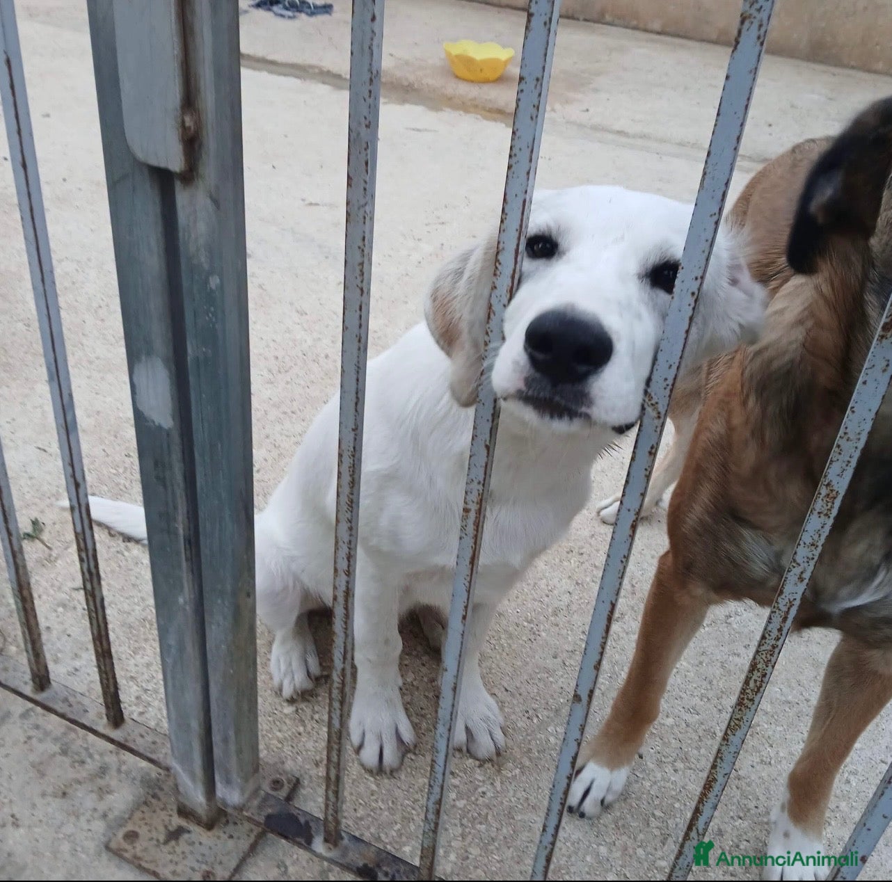Meticcio cani Loki dolcissimo cucciolo simil labrador  - Annuncio 8