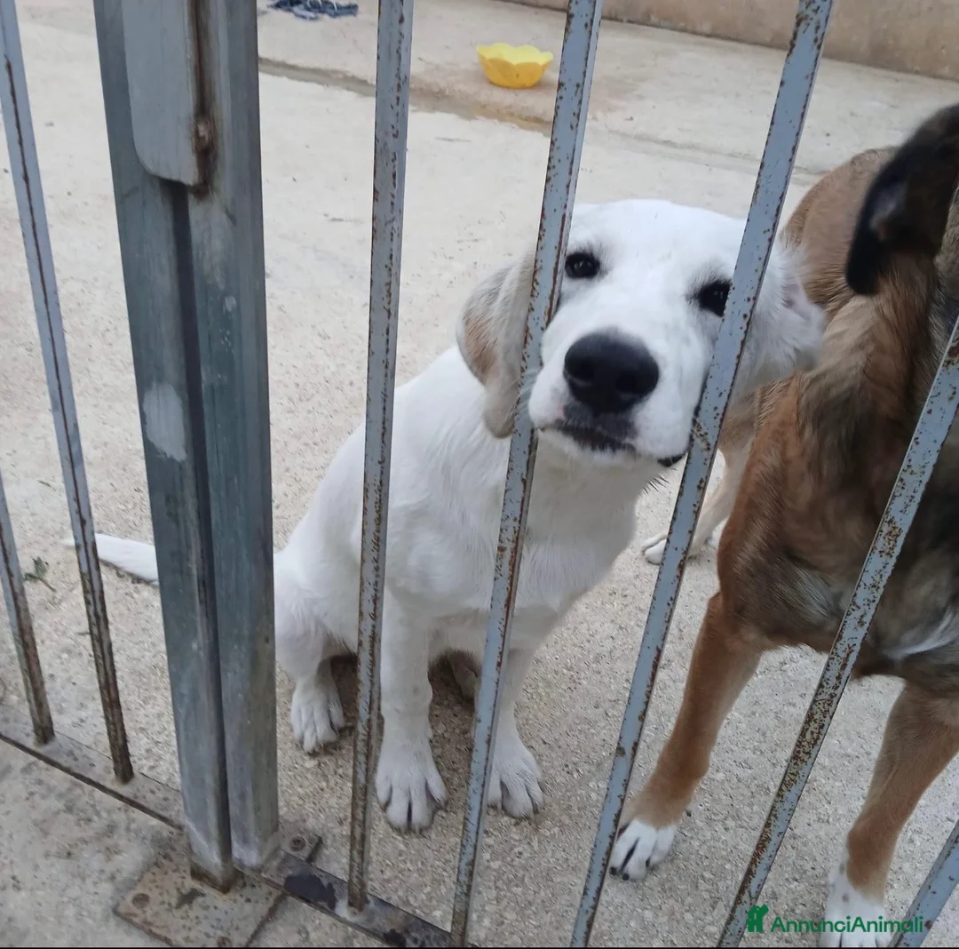 Meticcio cani in regalo: Loki dolcissimo cucciolo simil labrador  - Annuncio 1