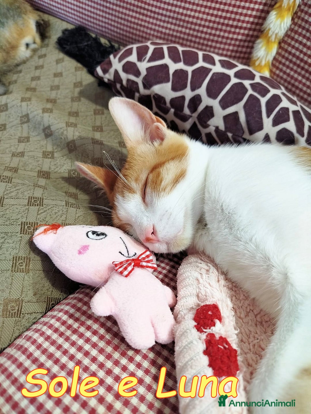 Europeo gatti in regalo: SOLE E LUNA GATTINI SUPERBELLI a Città metropolitana di Roma Capitale - Annuncio 3
