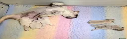 Bulldog Francese cani in vendita: Ultima cucciola bulldog francese  a Città Metropolitana di Torino - Annuncio 3