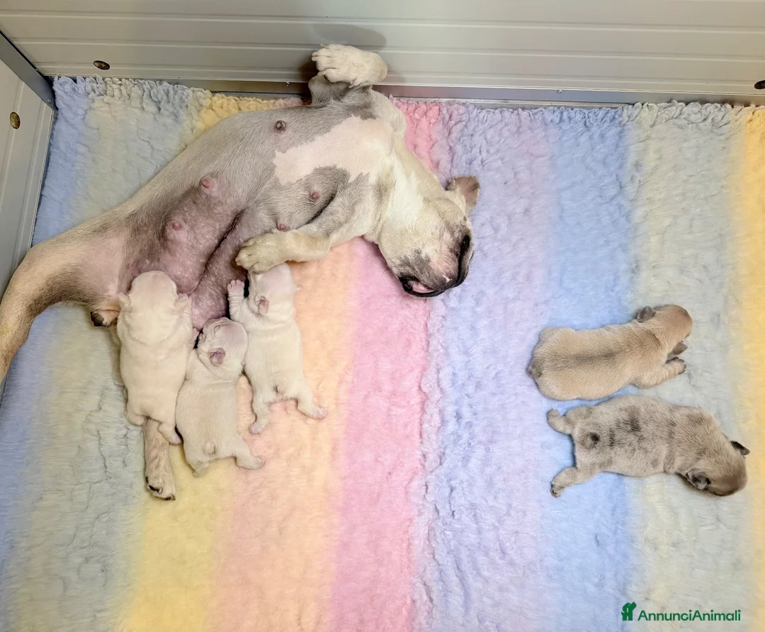 Bulldog Francese cani in vendita: Ultima cucciola bulldog francese  a Città Metropolitana di Torino - Annuncio 3