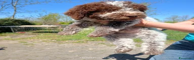 Lagotto Cucciolo 1