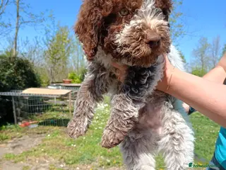 Lagotto cani Lagotto - Annuncio 2
