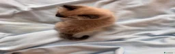 Ragdoll gatti in vendita: Ragdoll seal point mitted - Annuncio 3