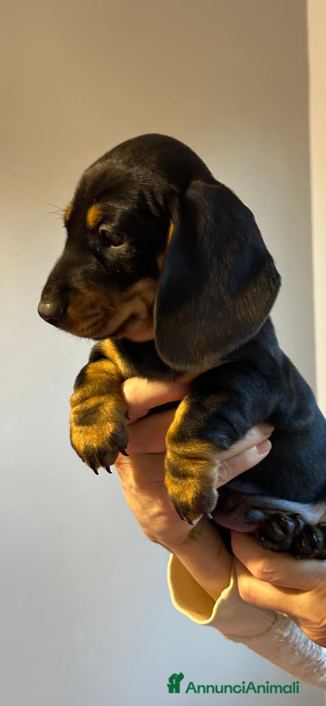 Bassotto cani in vendita: Bassotti Tedeschi Nani a Pelo Corto-Pedigree  - Annuncio 25