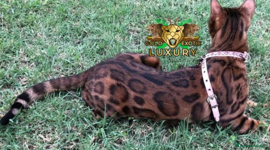 Bengala gatti in vendita: MASCHIO BROWN SPOTTED  G8 - Annuncio 2
