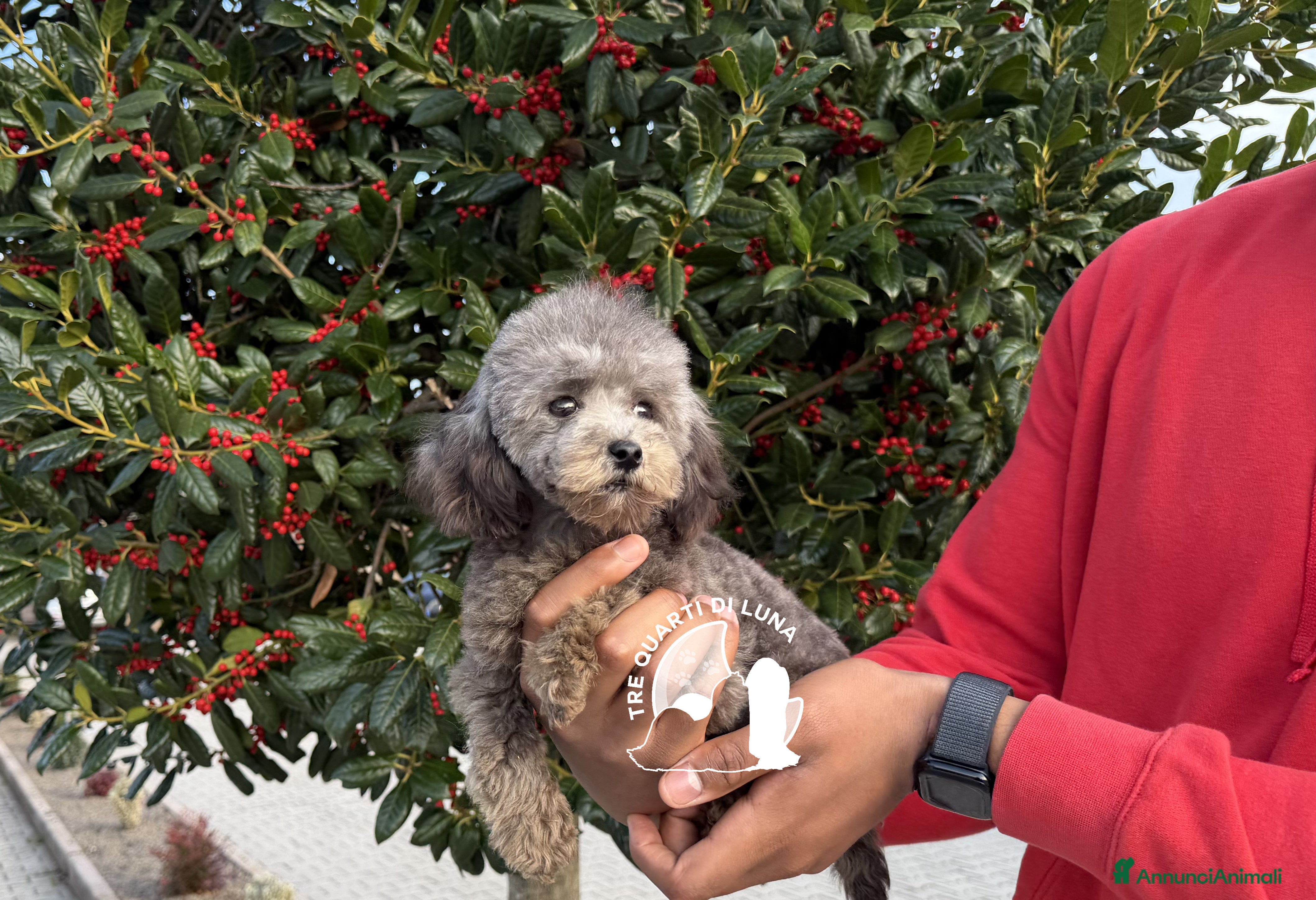 Barboncino Toy cani Barboncino Cucciola Disponibile TREQUARTIDILUNA  - Annuncio 2