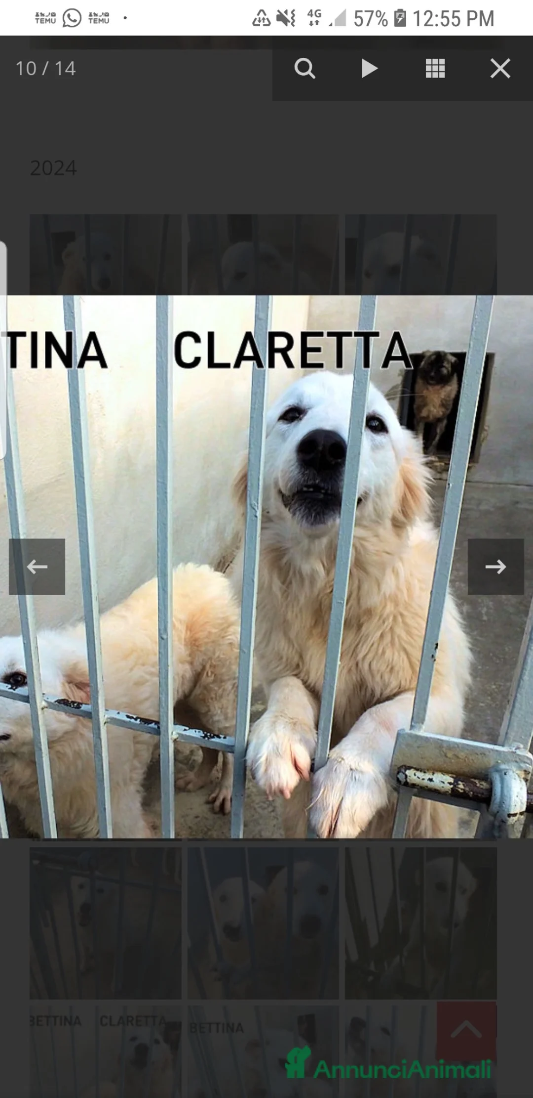 Meticcio cani in regalo: ADOZ.DEL💔:abband.a3mesi,vive su cemento,buona aff - Annuncio 1
