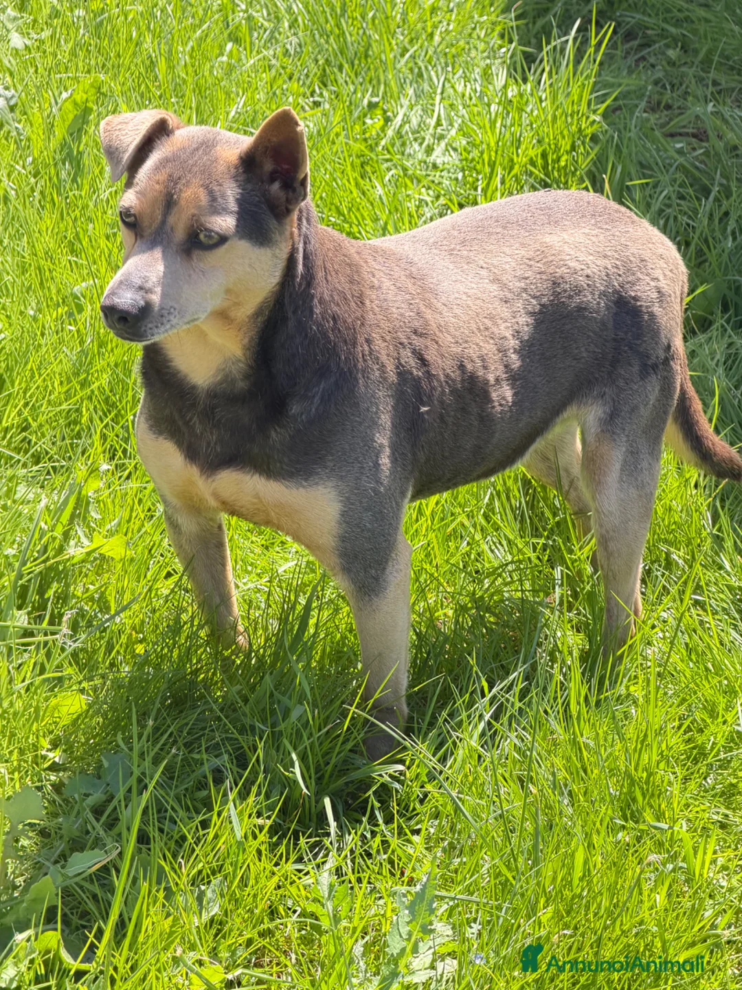 Meticcio cani in regalo: Joy 5 anni - Annuncio 1