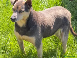 Meticcio cani Joy 5 anni - Annuncio 8