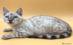 Bengala gatti in vendita: Splendido maschio bengala Snow lynx a Provincia di Perugia - Immagine 1