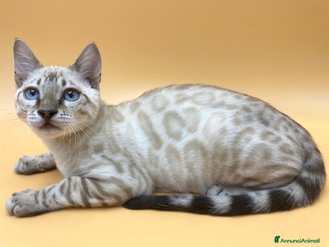 Bengala gatti in vendita: Splendido maschio bengala Snow lynx a Provincia di Perugia - Immagine 1