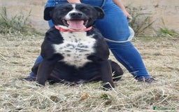 Meticcio cani per accoppiamento: LUCA, 2 ANNI a Provincia di Bergamo - Immagine 3