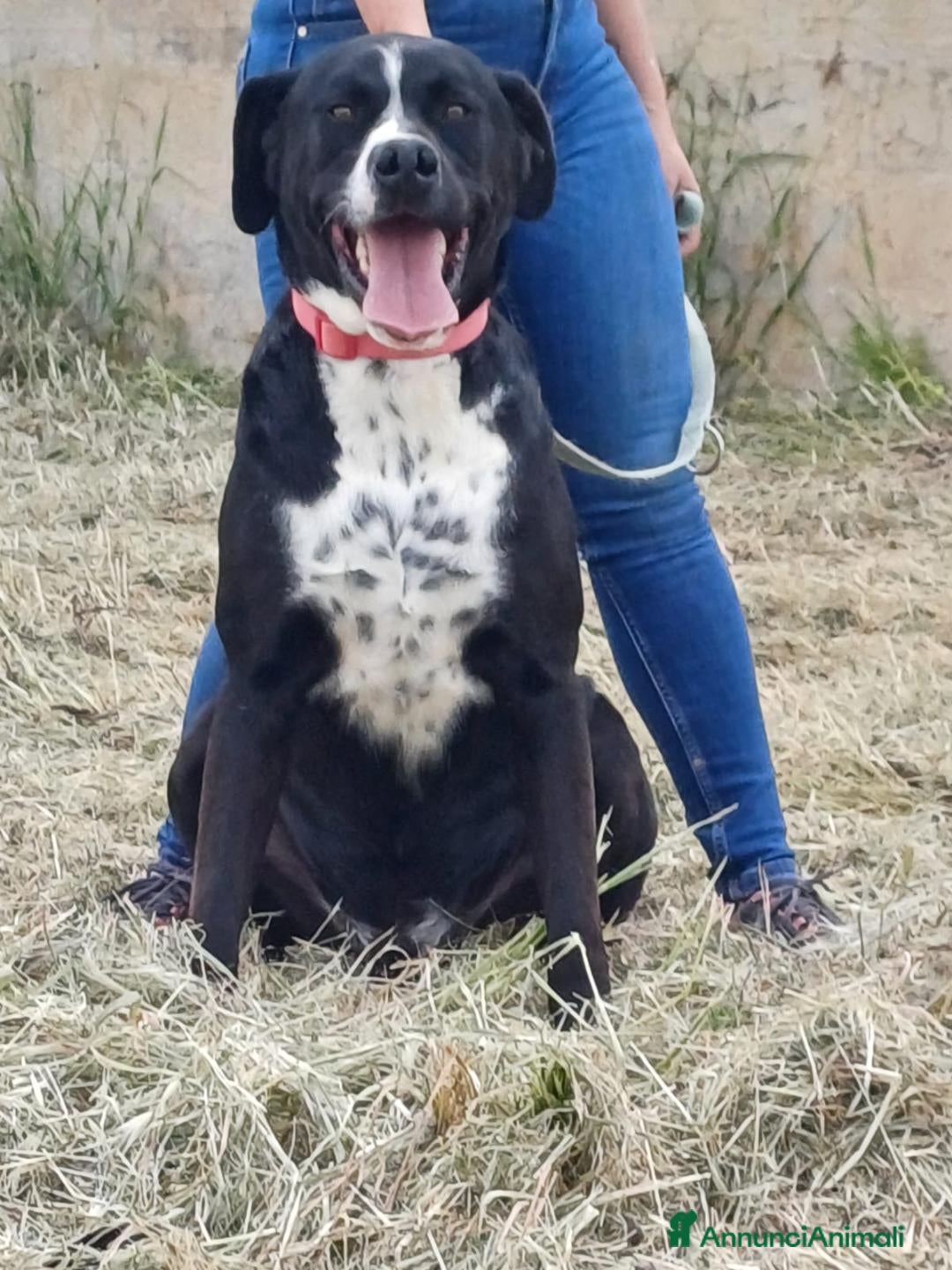 Meticcio cani per accoppiamento: LUCA, 2 ANNI a Provincia di Bergamo - Immagine 3