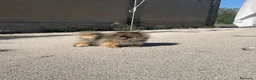 Volpino Pomerania cani in vendita: Due cuccioli maschi di Pomeranian con pedigree  a Città metropolitana di Catania - Annuncio 14