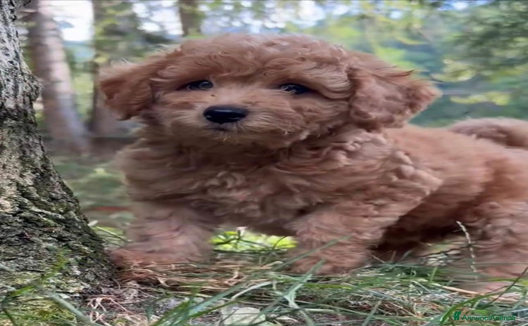 Barboncino cani a Città Metropolitana di Torino - Annuncio 1