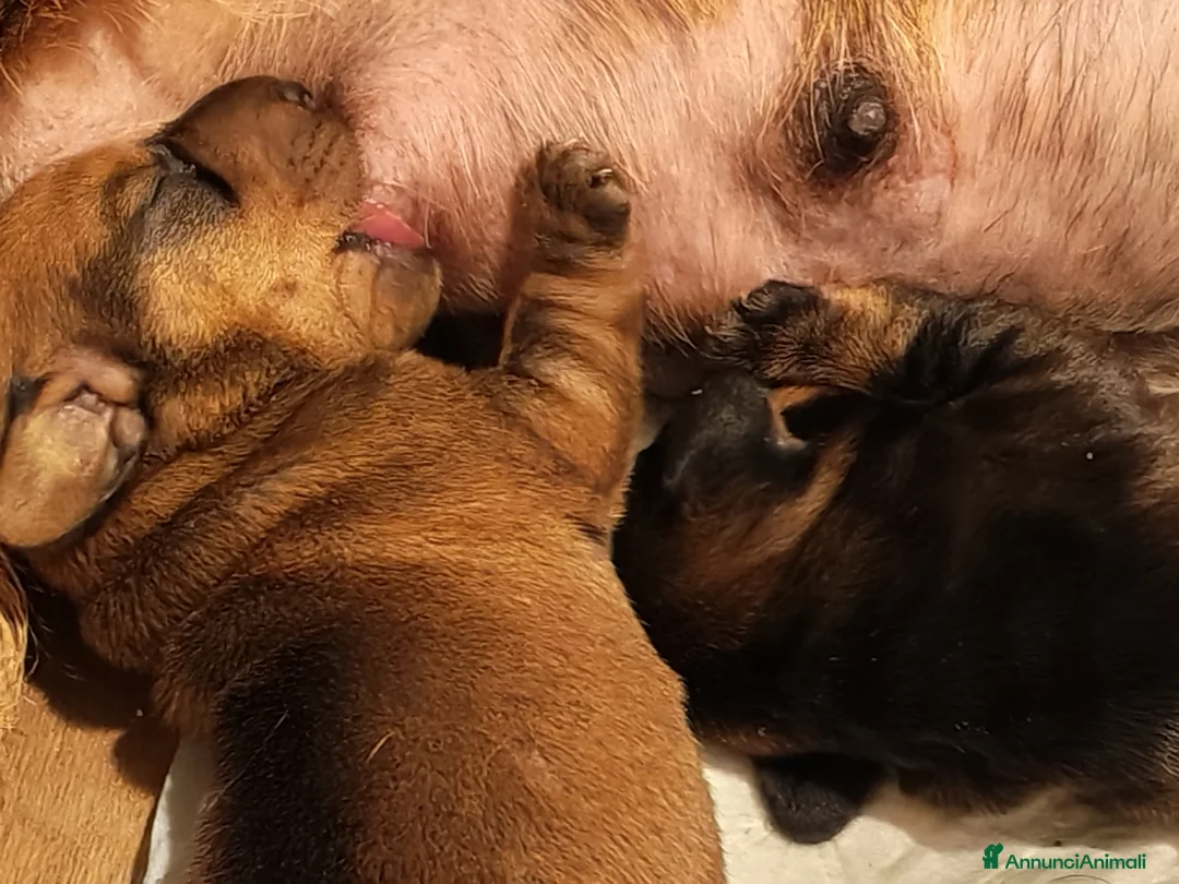Bassotto cani in vendita: Bassotto pelo duro - Annuncio 2