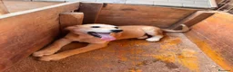 Meticcio cani in regalo: BERRY, BAMBI, BRUNO, BOWIE E BOLT - Annuncio 4