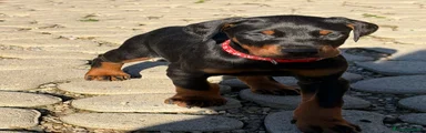 Dobermann Cucciolo 2