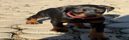 Dobermann cani in vendita: Meravigliosi cuccioli di Doberman disponibili  - Annuncio 4