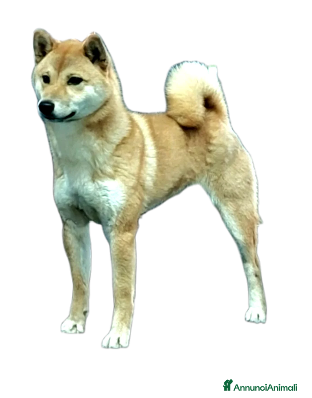 Shiba Inu cani in vendita: Shiba adulta recupero spese - Annuncio 2
