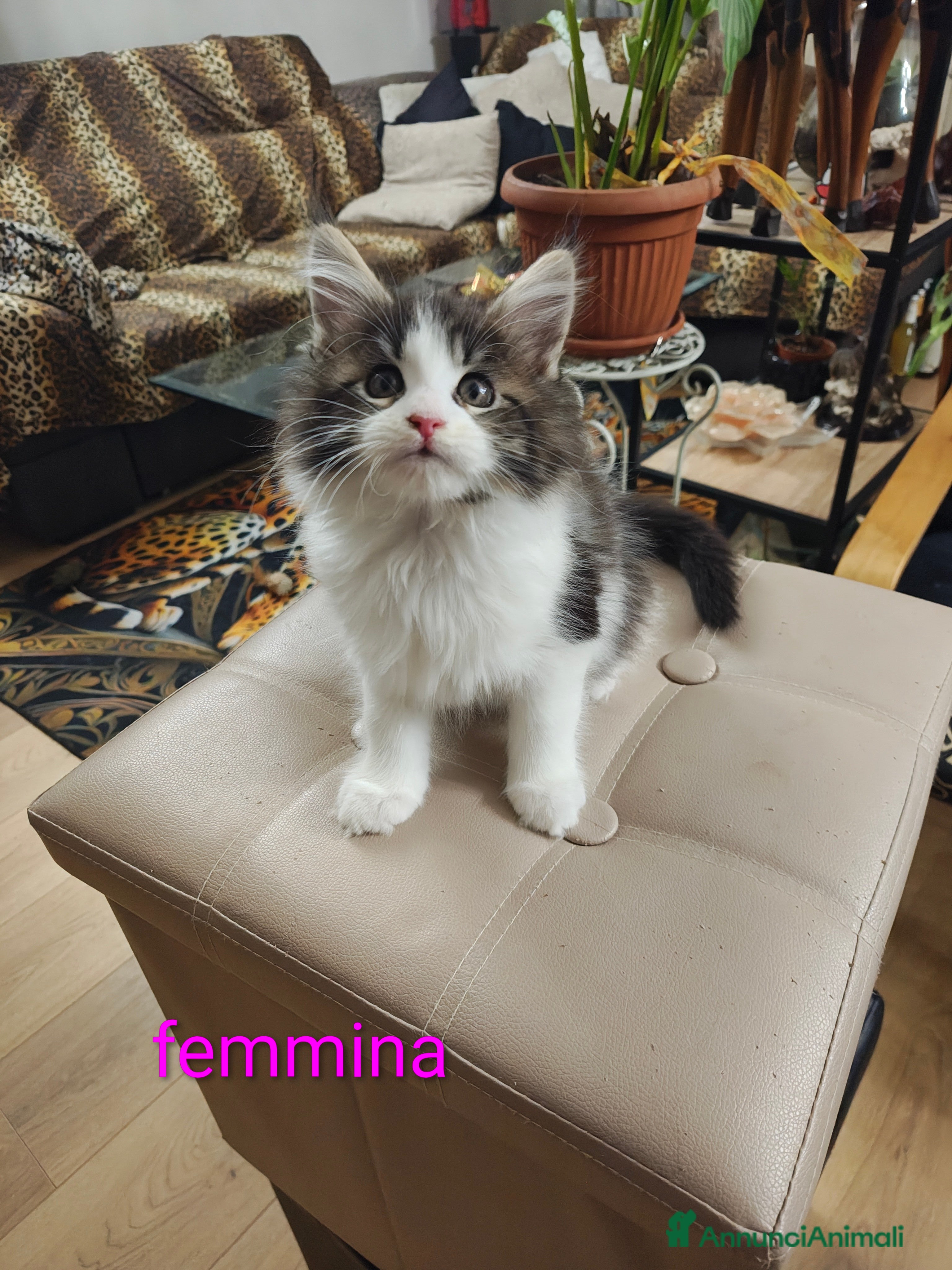 Maine Coon gatti Cuccioli Maine Coon  - Annuncio 2