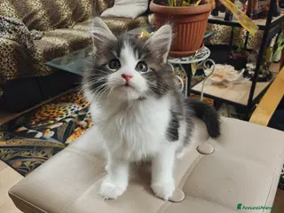 Maine Coon gatti Cuccioli Maine Coon - Annuncio 2