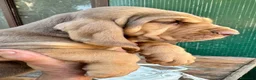 Bloodhound cani in vendita: Bloodhound cuccioli da genealogia di Campioni - Annuncio 3