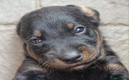 Alpenlaendische Dachsbracke cani in vendita: Cuccioli Alpenlaendische Dachsbracke Pedigree a Città Metropolitana di Torino - Immagine 4