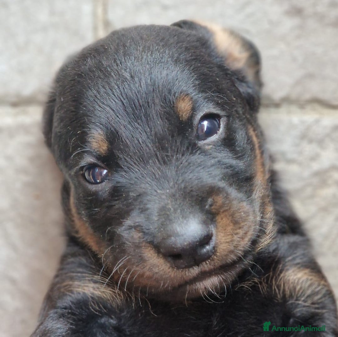 Alpenlaendische Dachsbracke cani in vendita: Cuccioli Alpenlaendische Dachsbracke Pedigree a Città Metropolitana di Torino - Immagine 4