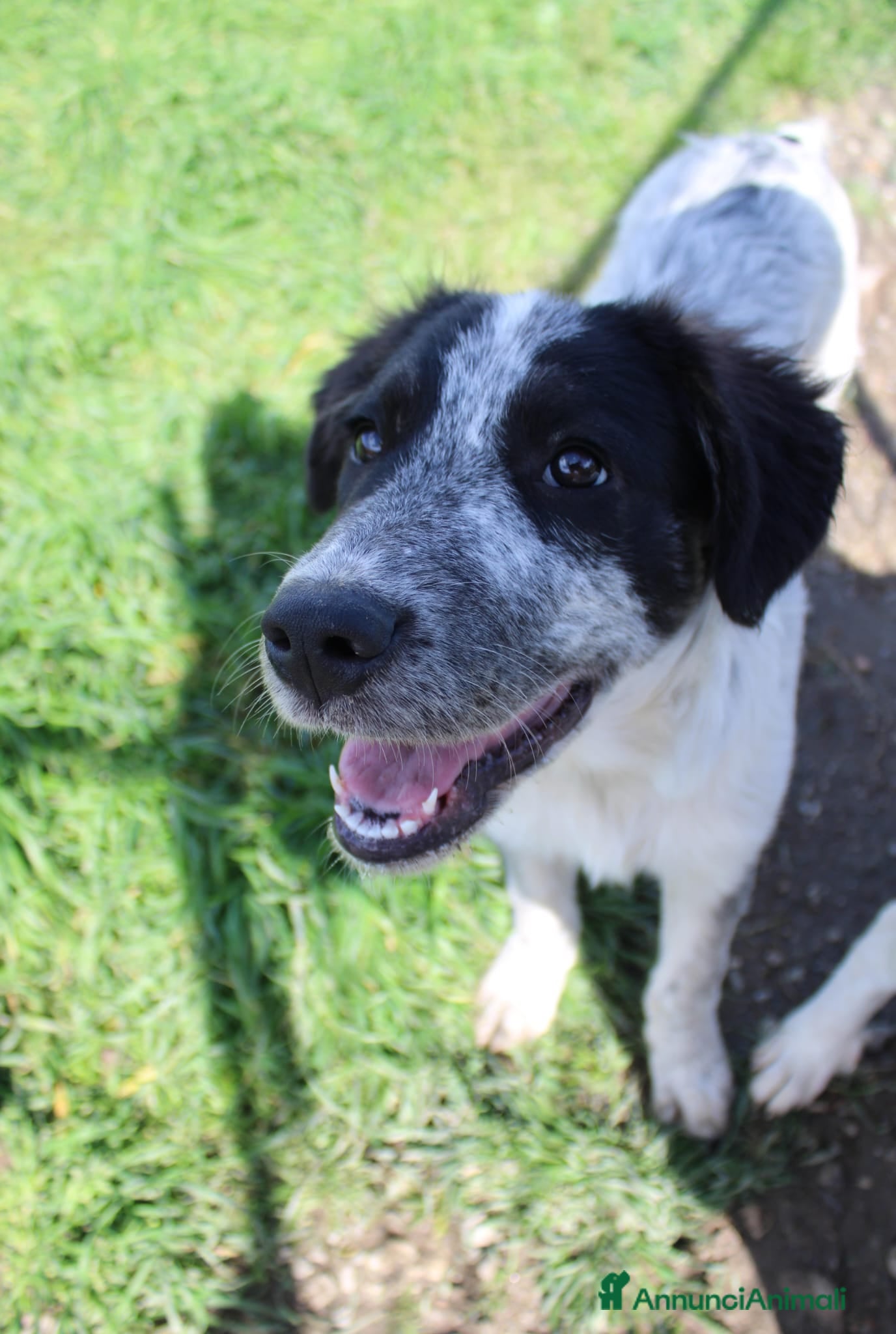 Meticcio cani in regalo: Claretta  - Annuncio 2