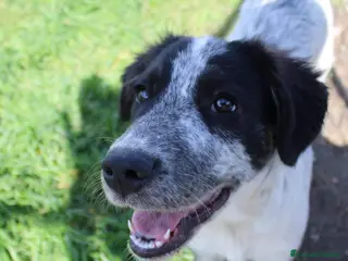 Meticcio cani in regalo: Claretta - Annuncio 2