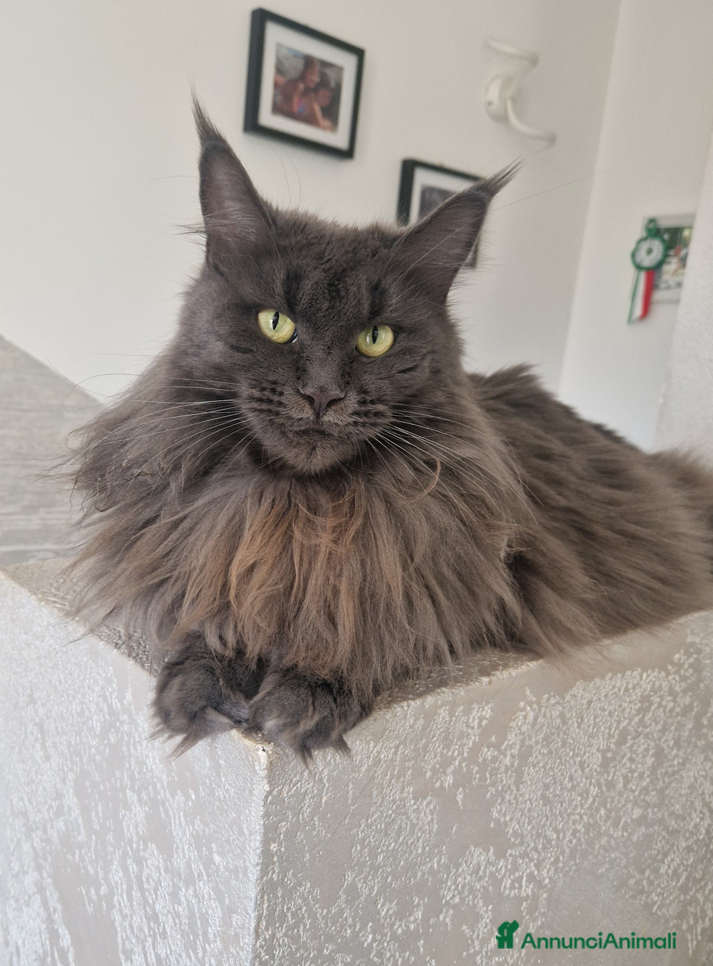 Maine Coon gatti Cuccioli di Maine coon  - Annuncio 20