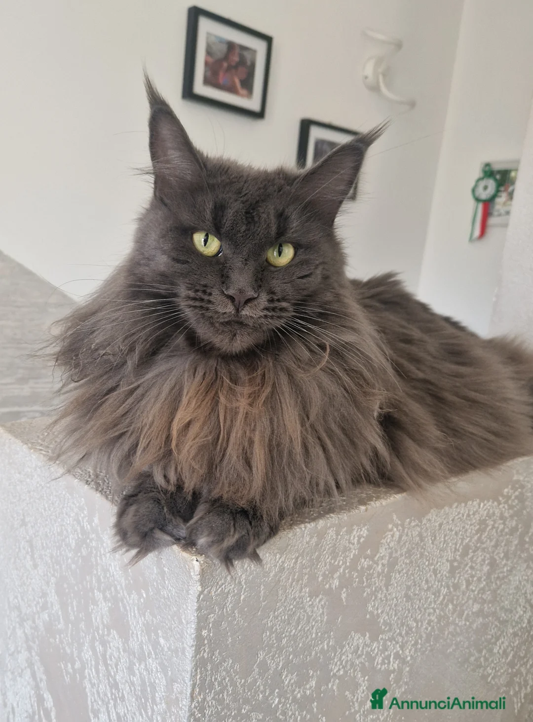 Maine Coon gatti in vendita: Cuccioli di Maine coon  - Annuncio 2