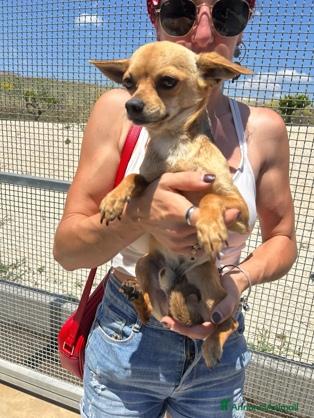 Meticcio cani in regalo: TOTTI, EROS E ZEUS - Annuncio 2